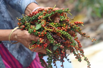 Freshly harvested pepper berries